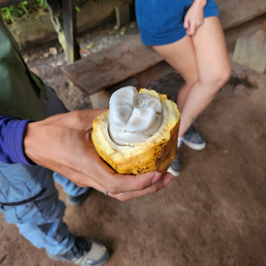 All the Healthy Benefits of Dark Chocolate (Backed by Science)